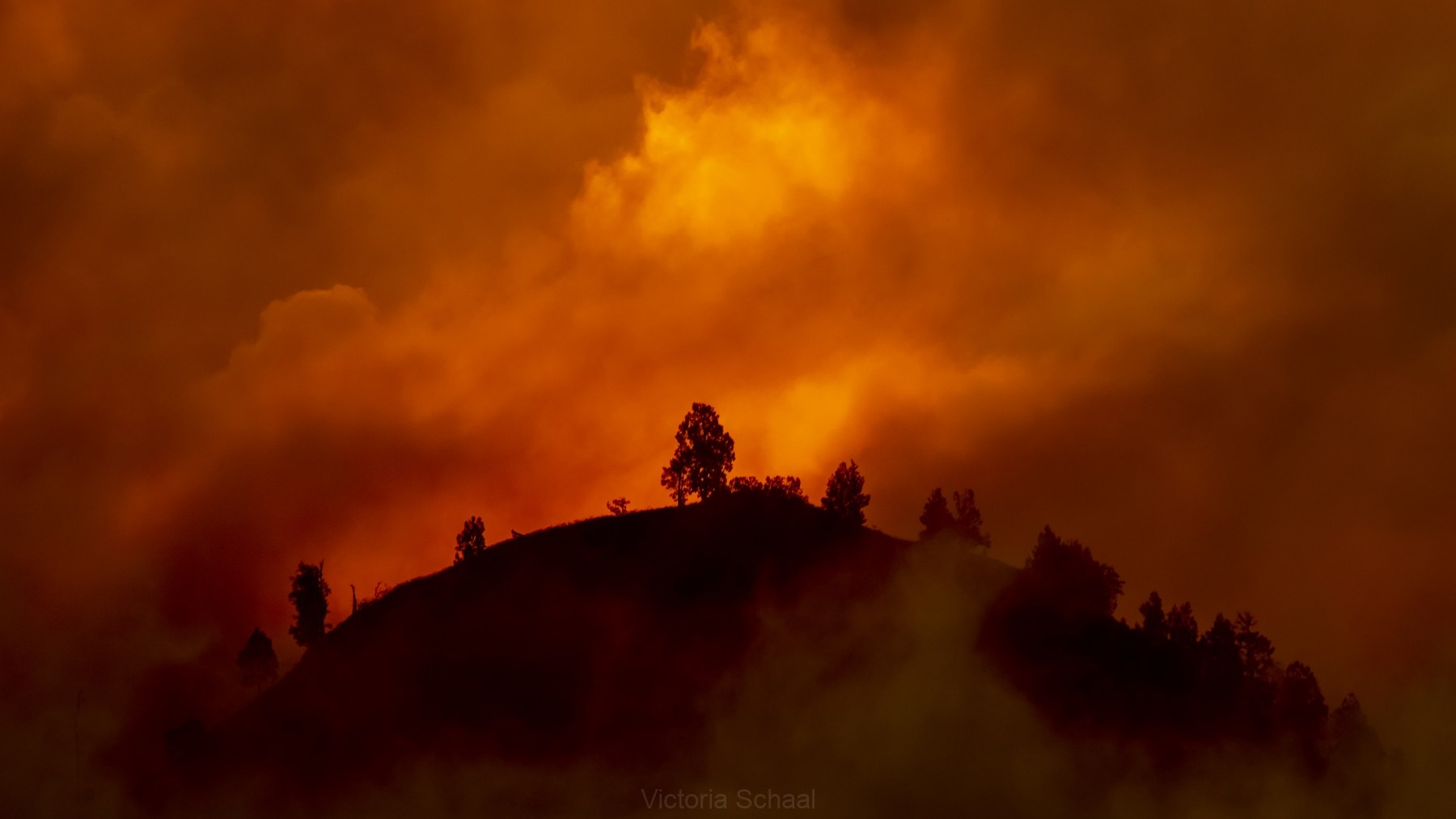 Hill with trees about to burn in red, orange wildfire