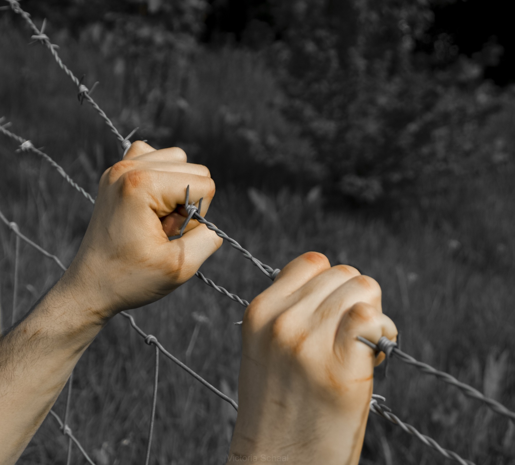 Coloured tortured hands grasping desperately barbed wire on black and white background