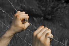 Coloured tortured hands grasping desperately barbed wire on black and white background
